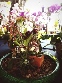 Close-up of potted plant