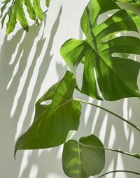 Low angle view of leaves on monstera plant against shadow patterned wall.