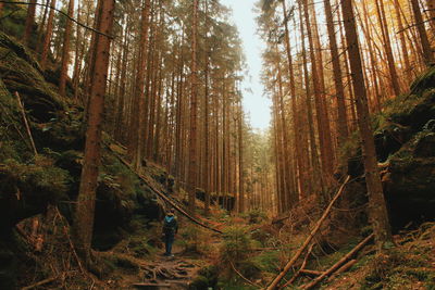 Rear view of man standing in forest during autumn