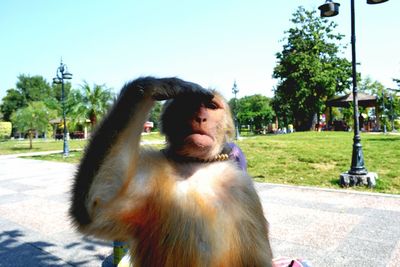 Monkey sitting on a tree