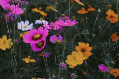 Flowers blooming on field