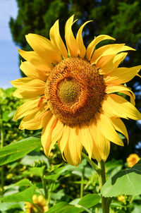 Close-up of sunflower blooming outdoors