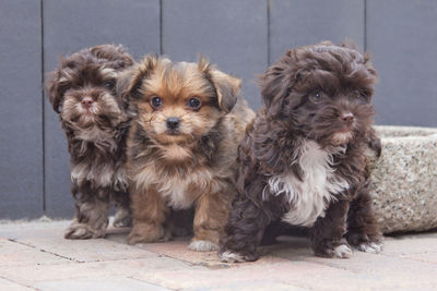 Close-up portrait of puppies