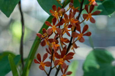 Close-up of red flowering plant