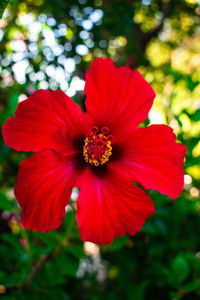 Close-up of red hibiscus flower