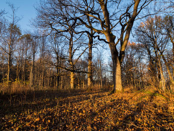 Bare trees in forest during autumn