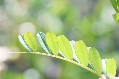 Close-up of fresh green plant