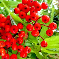 Close-up of red berries growing on plant