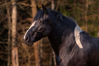 Close-up of a horse in the field