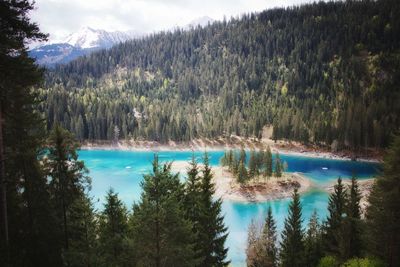 Panoramic view of pine trees by lake in forest