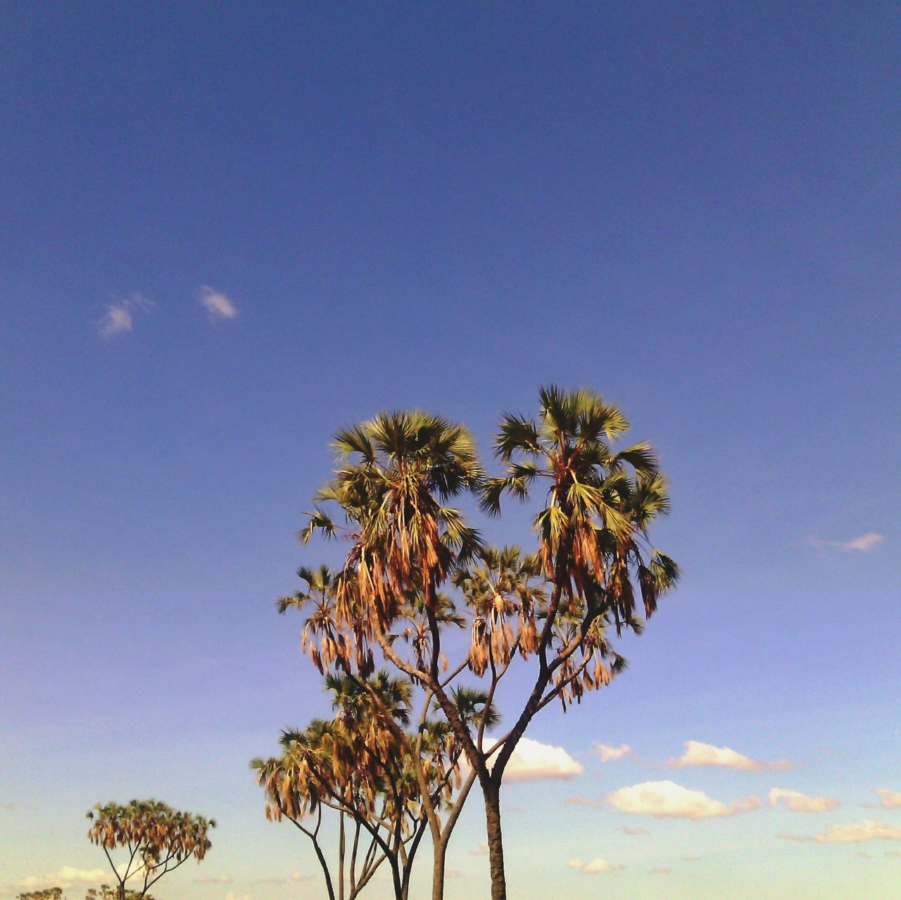 tree, low angle view, tranquility, palm tree, blue, sky, beauty in nature, silhouette, growth, nature, tranquil scene, scenics, clear sky, copy space, sunset, branch, outdoors, no people, idyllic, tree trunk