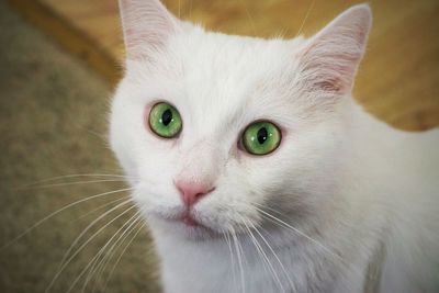 Close-up portrait of cat