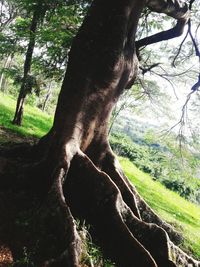 Tree trunk in forest