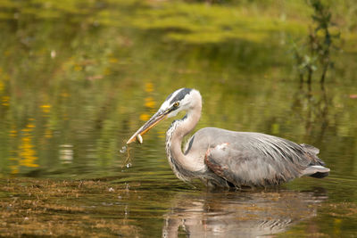 Side view of a bird in lake