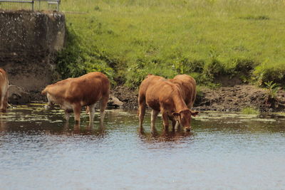 Cows standing in a river 