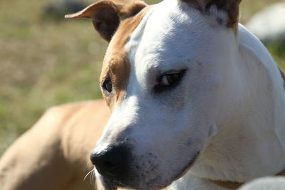 Close-up portrait of a dog