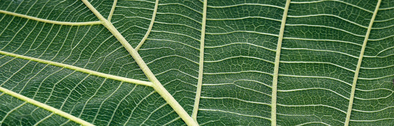 Full frame shot of green leaf