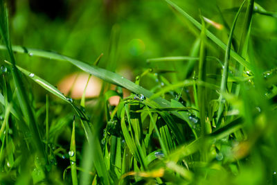 Close-up of wet grass on field