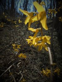 Close-up of yellow flowers