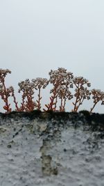 Scenic view of lake against clear sky