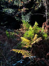 Plants growing by lake in forest