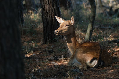 Deer in a forest