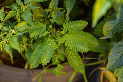 Close-up of leaves
