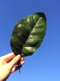 Close-up of hand holding leaf against blue sky