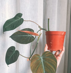 Close-up of hand holding leaves on potted plant