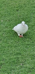 High angle view of seagull on field