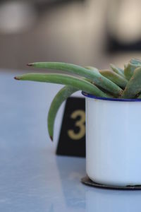 Close-up of green leaf on table