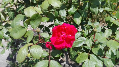 Close-up of red flowers blooming outdoors