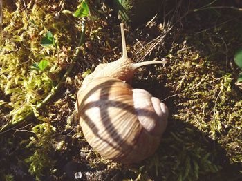 Close-up of turtle on tree
