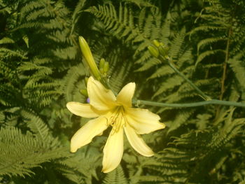 plant