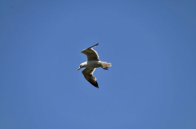 Low angle view of seagull flying in sky