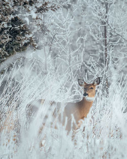 View of an animal on snow covered land