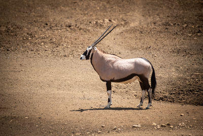 Gemsbok stands in profile on rocky ground