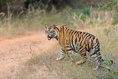 Tiger in a field