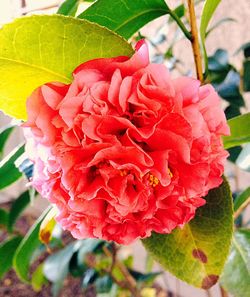 Close-up of pink flowers