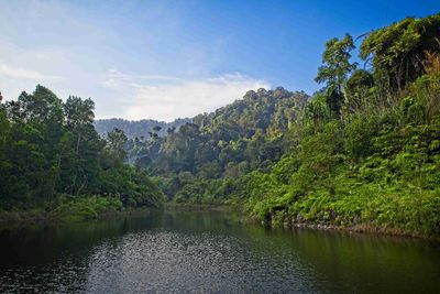 Scenic view of lake in forest against sky