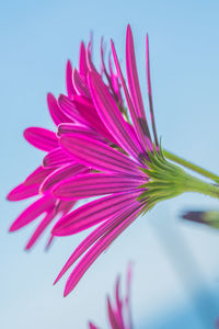 Close-up of fresh pink flower against white background