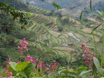 View of flowering plants growing on field