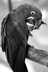 Close-up of parrot perching on tree