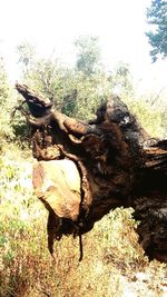 Close-up of tree trunk on field in forest