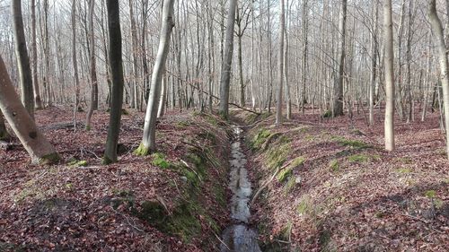 View of trees in forest