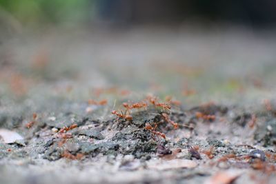 Close-up of dry plant on ground during winter