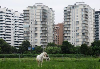 Horse standing on field