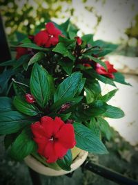 Close-up of red flowers