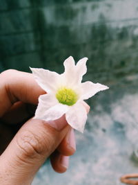 Close-up of hand holding white flower
