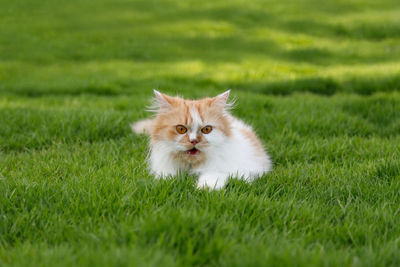 Portrait of a cat on grass